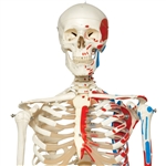 3B Scientific Human Skeleton Model Max on Hanging Stand with Painted Muscle Origins & Inserts Smart Anatomy