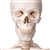 3B Scientific Human Skeleton Model Leo with Ligaments Smart Anatomy