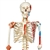 3B Scientific Human Skeleton Model Sam on Hanging Stand with Muscle & Ligaments Smart Anatomy