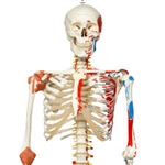 3B Scientific Human Skeleton Model Sam on Hanging Stand with Muscle & Ligaments Smart Anatomy
