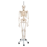 3B Scientific Physiological Human Skeleton Model Phil on Hanging Stand Smart Anatomy