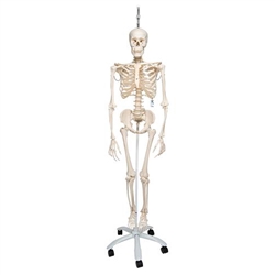 3B Scientific Physiological Human Skeleton Model Phil on Hanging Stand Smart Anatomy