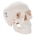 3B Scientific Mini Human Skull Model, 3 Part (Skullcap, Base of Skull, Mandible) Smart Anatomy
