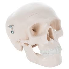 3B Scientific Mini Human Skull Model, 3 Part (Skullcap, Base of Skull, Mandible) Smart Anatomy