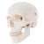 3B Scientific Classic Human Skull Model, 3 Part Smart Anatomy