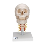 3B Scientific Human Skull Model on Cervical Spine, 4 Part Smart Anatomy