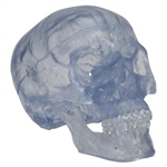 3B Scientific Transparent Classic Human Skull Model, 3 Part Smart Anatomy