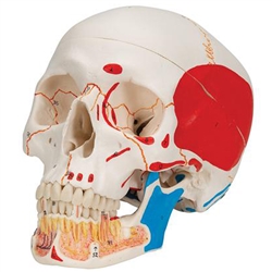 3B Scientific Classic Human Skull Model Painted, with Opened Lower Jaw, 3 Part Smart Anatomy