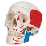 3B Scientific Classic Human Skull Model Painted, 3 Part Smart Anatomy