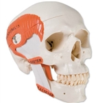 3B Scientific TMJ Human Skull Model, Demonstrates Functions of Masticator Muscles, 2 Part Smart Anatomy