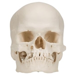 3B Scientific Microcephalic Human Skull Model