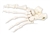 3B Scientific Foot Skeleton Loosely Threaded on Nylon (Left)