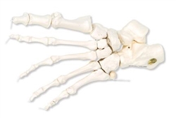 3B Scientific Foot Skeleton Loosely Threaded on Nylon (Left)