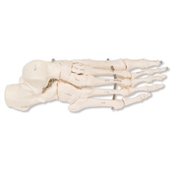 3B Scientific Human Right Foot Skeleton, Wire Mounted Smart Anatomy