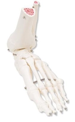Foot and Ankle Skeleton - Tibia and Fibula