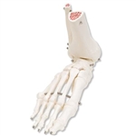 3B Scientific Human Right Foot and Ankle Skeleton Model