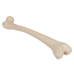 3B Scientific Human Right Femur Smart Anatomy