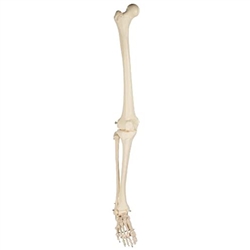 3B Scientific Human Skeleton of Right Leg with Foot, Wire Mounted Smart Anatomy