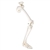 3B Scientific Human Right Leg Skeleton Model with Hip Bone Smart Anatomy
