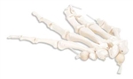 3B Scientific Human Left Hand Skeleton Model, Loosely on Nylon String Smart Anatomy