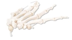 3B Scientific Human Right Hand Skeleton Model, Loosely on Nylon String Smart Anatomy
