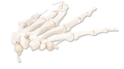 3B Scientific Human Right Hand Skeleton Model, Loosely on Nylon String Smart Anatomy