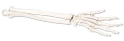 3B Scientific Human Left Hand Skeleton Model with Ulna & Radius, Elastic Mounted String Smart Anatomy