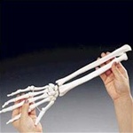 Rigid Skeletal Hand Model