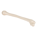 3B Scientific Human Right Humerus Model Smart Anatomy