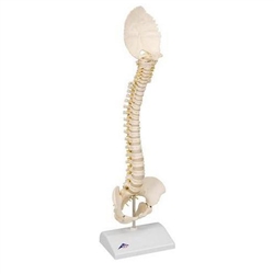 3B Scientific Bonelike Child's Vertebral Column Model Smart Anatomy