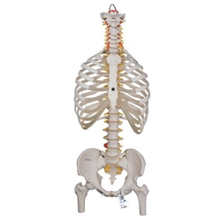 3B Scientific Classic Flexible Human Spine Model with Ribs & Femur Heads Smart Anatomy