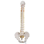 3B Scientific Classic Flexible Human Spine Model Smart Anatomy