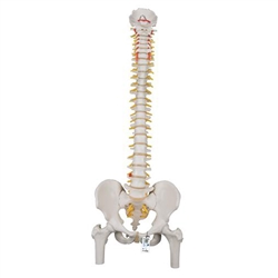 3B Scientific Classic Flexible Human Spine Model with Femur Heads Smart Anatomy