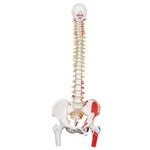 3B Scientific Classic Human Flexible Spine Model with Femur Heads & Painted Muscles Smart Anatomy