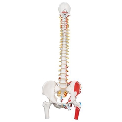 3B Scientific Classic Human Flexible Spine Model with Femur Heads & Painted Muscles Smart Anatomy