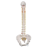 3B Scientific Classic Flexible Spine Model with Female Pelvis