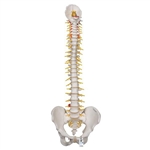 3B Scientific Deluxe Flexible Human Spine Model with Sacral Opening Smart Anatomy