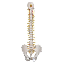 3B Scientific Deluxe Flexible Human Spine Model with Sacral Opening Smart Anatomy