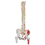 3B Scientific Deluxe Flexible Spine Model with Femur Heads, Painted Muscles & Sacral Opening Smart Anatomy