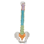 3B Scientific Didactic Flexible Human Spine Model Smart Anatomy