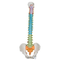 3B Scientific Didactic Flexible Human Spine Model Smart Anatomy