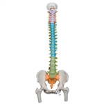 3B Scientific Didactic Flexible Human Spine Model with Femur Heads Smart Anatomy