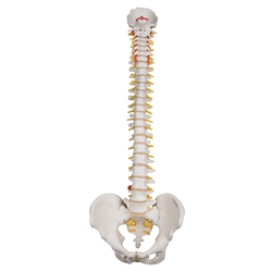 3B Scientific Highly Flexible Human Spine Model, Mounted on a Flexible Core Smart Anatomy