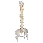 3B Scientific Highly Flexible Human Spine Model, Mounted on a Flexible Core, with Femur Heads Smart Anatomy