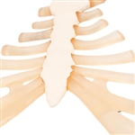 3B Scientific Human Sternum Model with Rib Cartilage Smart Anatomy