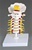 Flexible Cervical Vertebral Column