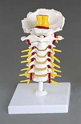 Flexible Cervical Vertebral Column