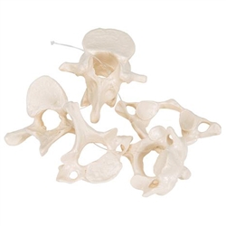 3B Scientific 5 Human Vertebrae, Loosely Threaded on Nylon (Atlas, Axis, Cervical, Thoracic, Lumbar) Smart Anatomy