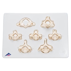 3B Scientific Set of 7 Bonelike Human Cervical Vertebrae Smart Anatomy