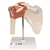3B Scientific Deluxe Functional Human Shoulder Joint, Physiological Movable Smart Anatomy